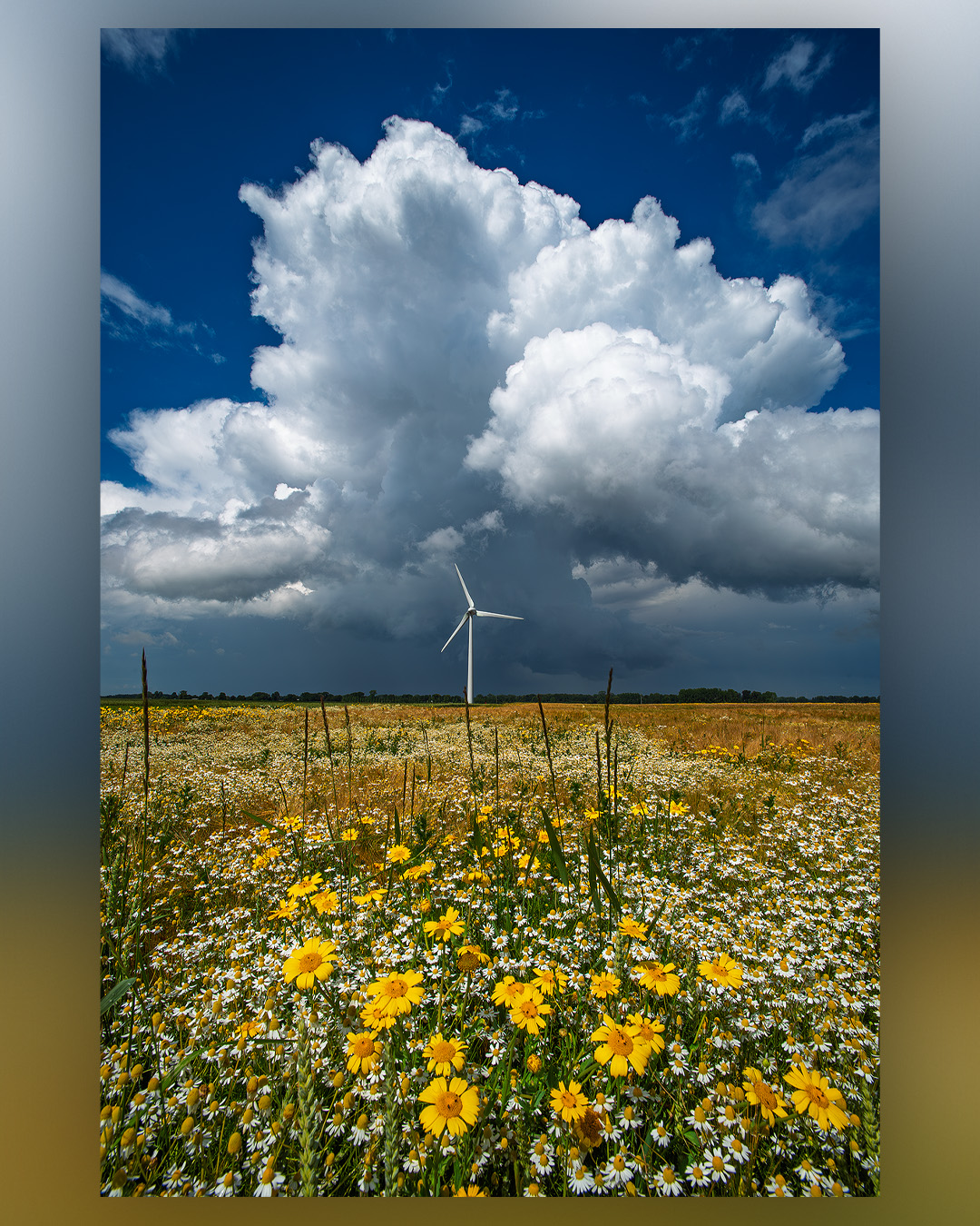 Ambiance orageuse au dessus des champs de camomilles sur le secteur d'Amiens lors d'une journée et situation de marais barométrique